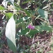 Lycium barbarum - Photo (c) ykvach, some rights reserved (CC BY)