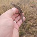 Lacerta agilis - Photo (c) oleksii_marushchak, some rights reserved (CC BY), uploaded by oleksii_marushchak