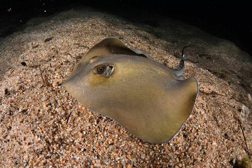 Dasyatis pastinaca - Photo (c) xavi salvador costa, all rights reserved