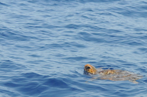 Caretta caretta - Photo (c) Enric Badosa, some rights reserved (CC BY-NC)