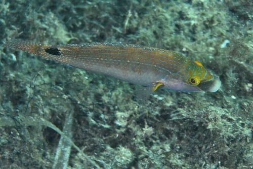 Symphodus mediterraneus - Photo (c) xavi salvador costa, all rights reserved