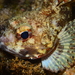 Small Red Scorpionfish - Photo (c) jastals, some rights reserved (CC BY-NC)