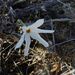 Narcissus deficiens - Photo (c) Manel Ortega, some rights reserved (CC BY), uploaded by Manel Ortega