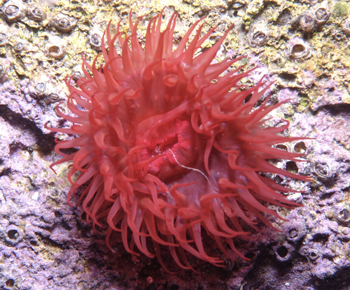 Actinia equina - Photo (c) oriol_d, all rights reserved