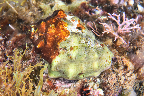 Stramonita haemastoma - Photo (c) xavi salvador costa, all rights reserved