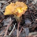 Cantharellus pallens - Photo (c) Ariadna Fernández Vilert, some rights reserved (CC BY), uploaded by Ariadna Fernández Vilert