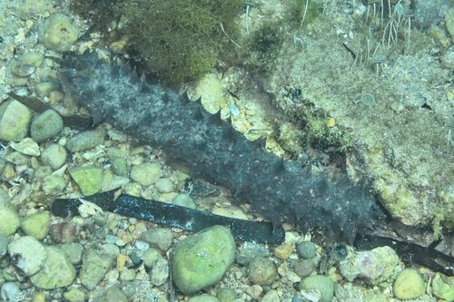 Holothuria tubulosa - Photo (c) xavi salvador costa, all rights reserved