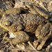 American Toad - Photo (c) viktor_parkhomenko, some rights reserved (CC BY)