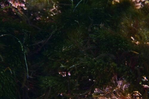 Bryopsis - Photo (c) xavi salvador costa, all rights reserved
