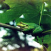 Hyla orientalis - Photo (c) viktor_parkhomenko, some rights reserved (CC BY)