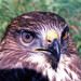 Red-tailed Hawk - Photo (c) viktor_parkhomenko, some rights reserved (CC BY)