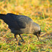 Eurasian Jackdaw - Photo (c) viktor_parkhomenko, some rights reserved (CC BY)