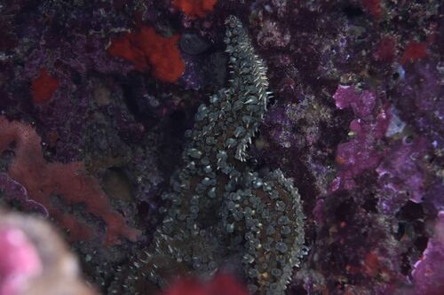 Marthasterias glacialis - Photo (c) xavi salvador costa, all rights reserved
