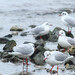 Black-headed Gull - Photo (c) viktor_parkhomenko, some rights reserved (CC BY)