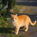Domestic Cat - Photo (c) viktor_parkhomenko, some rights reserved (CC BY)
