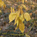 Euonymus verrucosus - Photo (c) viktor_parkhomenko, some rights reserved (CC BY)