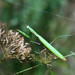 European Mantis - Photo (c) viktor_parkhomenko, some rights reserved (CC BY)