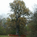 English Oak - Photo (c) viktor_parkhomenko, some rights reserved (CC BY)