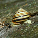 Vineyard Snail - Photo (c) viktor_parkhomenko, some rights reserved (CC BY)