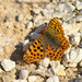 Queen of Spain Fritillary - Photo (c) viktor_parkhomenko, some rights reserved (CC BY)
