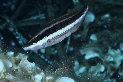 Symphodus doderleini - Photo (c) xavi salvador costa, all rights reserved