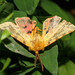 Rhyparia purpurata - Photo (c) viktor_parkhomenko, some rights reserved (CC BY)