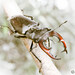European Stag Beetle - Photo (c) viktor_parkhomenko, some rights reserved (CC BY)