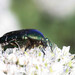 European Rose Chafer - Photo (c) viktor_parkhomenko, some rights reserved (CC BY)