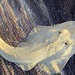 Glaucostegus cemiculus - Photo (c) ester serrao, some rights reserved (CC BY), uploaded by ester serrao