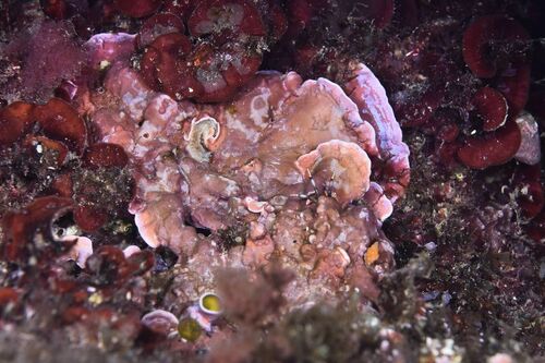 Lithophyllum incrustans - Photo (c) xavi salvador costa, all rights reserved