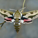Leafy Spurge Hawkmoth - Photo (c) viktor_parkhomenko, some rights reserved (CC BY)