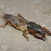 European Mole Cricket - Photo (c) viktor_parkhomenko, some rights reserved (CC BY)
