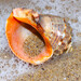 Rapana venosa - Photo (c) viktor_parkhomenko, some rights reserved (CC BY)