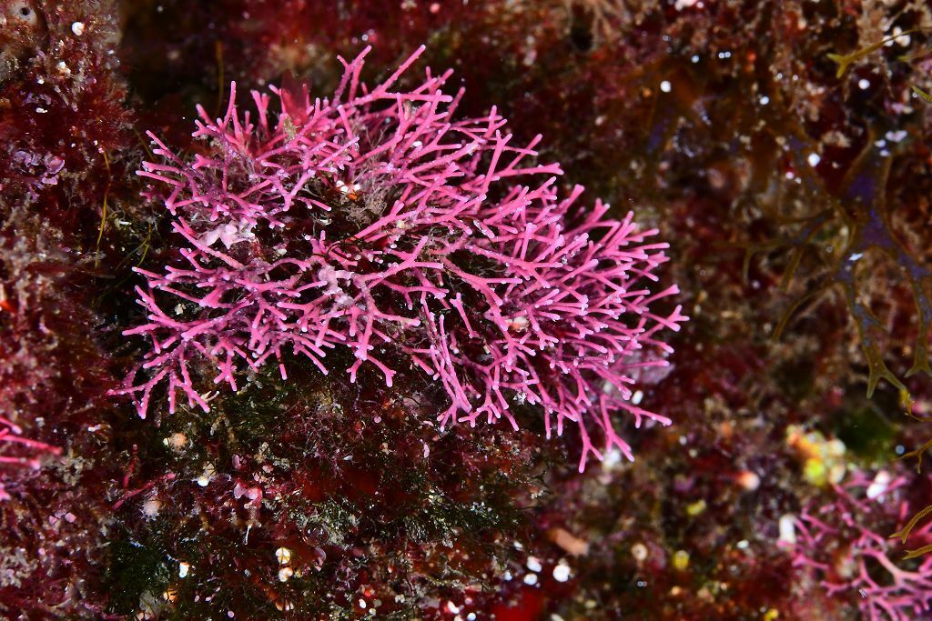 Amphiroa rubra - Photo (c) xavi salvador costa, all rights reserved