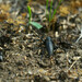 Dorcadion - Photo (c) viktor_parkhomenko, some rights reserved (CC BY)