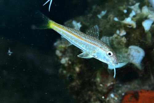 Red Mullet - Photo (c) xavi salvador costa, some rights reserved (CC BY-NC)