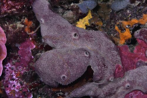 Variable Loggerhead Sponge - Photo (c) xavi salvador costa, some rights reserved (CC BY-NC)