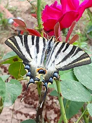 Iberian Scarce Swallowtail - Photo (c) marieta, some rights reserved (CC BY-NC)
