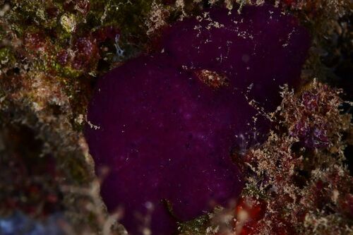 Cystodytes dellechiajei - Photo (c) xavi salvador costa, all rights reserved