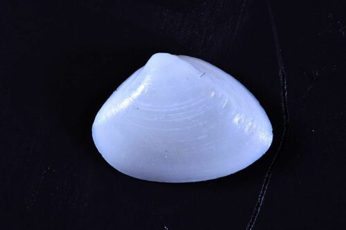 Cut Trough Shell - Photo (c) xavi salvador costa, some rights reserved (CC BY-NC)