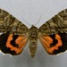 Catocala nupta - Photo (c) Dumi, some rights reserved (CC BY-SA)