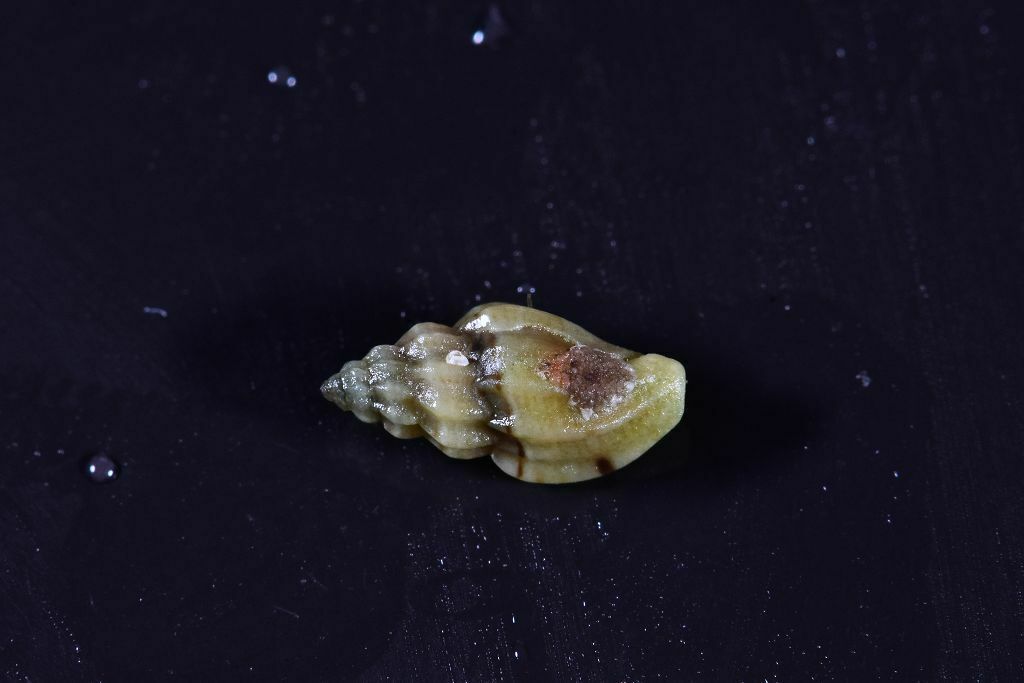 Pseudomangelia vauquelini - Photo (c) xavi salvador costa, all rights reserved