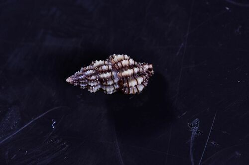 Cyrillia linearis - Photo (c) xavi salvador costa, some rights reserved (CC BY-NC)