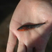 Gasterosteus aculeatus - Photo (c) Enric Badosa, some rights reserved (CC BY-NC), uploaded by Enric Badosa