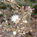 Symphyotrichum subulatum - Photo (c) Berta Companys, some rights reserved (CC BY-NC), uploaded by Berta Companys
