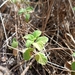 Clinopodium menthifolium - Photo (c) Eduard López-Guillén, some rights reserved (CC BY), uploaded by Eduard López-Guillén