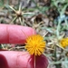 Centaurea solstitialis - Photo (c) Eduard López-Guillén, some rights reserved (CC BY), uploaded by Eduard López-Guillén