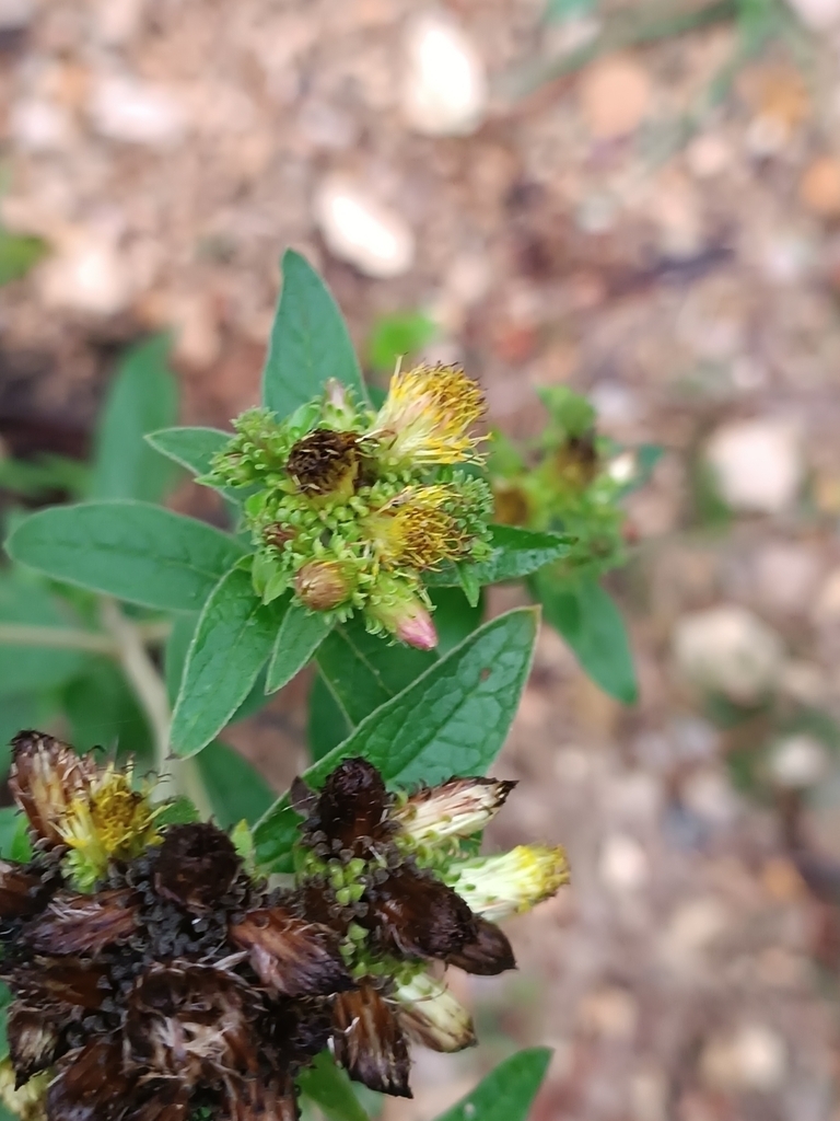 Ploughman's-Spikenard - Photo (c) Eduard López-Guillén, some rights reserved (CC BY), uploaded by Eduard López-Guillén