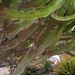Euphorbia murielii - Photo (c) Ana Alonso, some rights reserved (CC BY), uploaded by Ana Alonso