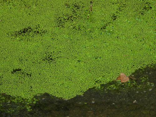 Common Duckweed - Photo (c) Vicenç Roig Vidal, some rights reserved (CC BY-NC)